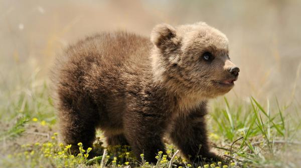 scoaterea ursilor din barlog iti poate aduce un dosar penal unde s a intamplat totul