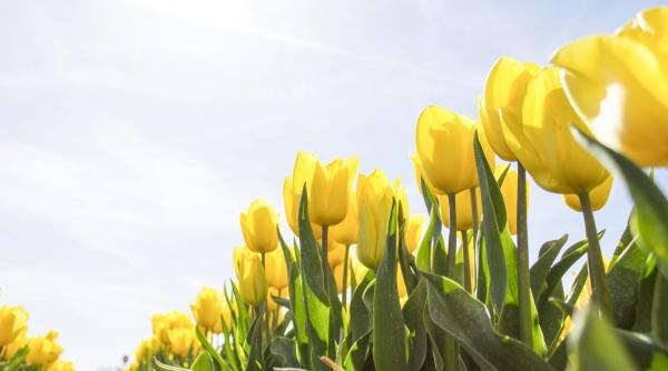 prognoza meteo vreme frumoasa si deosebit de calda in toata tara zilele urmatoare