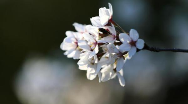 vreme frumoasa pana pe 15 martie de cand scad temperaturile si cand vin ploile