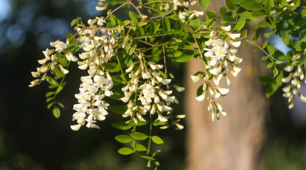 anti mit desi multi cred ca salcamul face parte din peisajul natural al romaniei de mii de ani adevarul este cu totul altul video