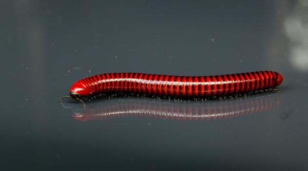 infectiile cu viermi paraziti simptome ascunse si semne de avertizare