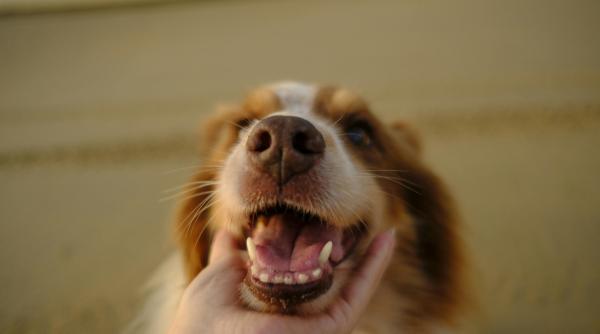 cum sa ti speli cainele pe dinti