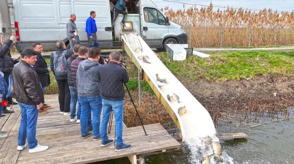 galati balta zatun populata cu peste cat costaa o zi de pescuit