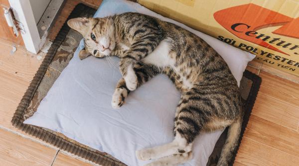 cum sa iti inveti pisica sa foloseasca litiera rapid si eficient