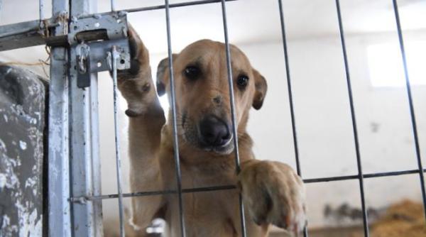 casuta veterinarului cabinetul din bucuresti unde vor fi tratati gratuit cainii fara stapan