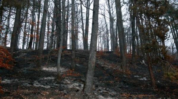 cel putin patru morti in incendiile de padure din coreea de sud