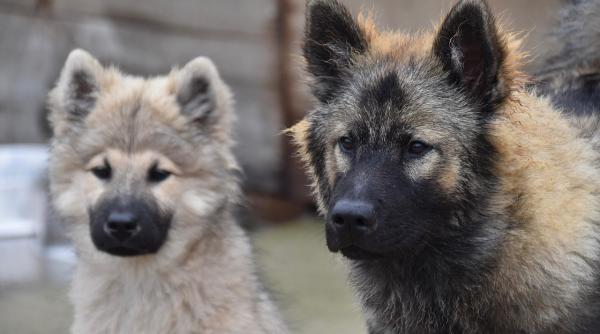 maraton manifest de ziua internationala a animalelor fara stapan anca stoenescu informatii de ultim moment video