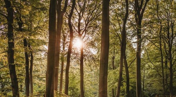 insectele saproxilice eroii necunoscuti ai padurilor salvate prin inovatie si conservare