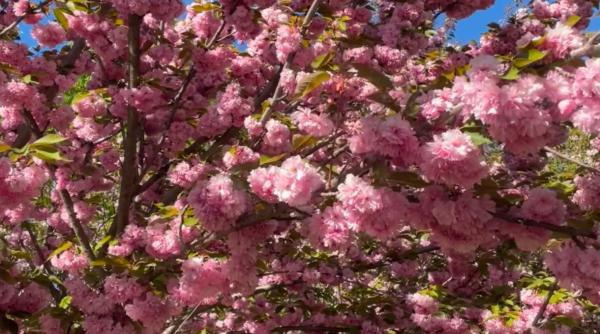 orasele europene unde poti admira frumusetea ciresilor japonezi zboruri din bucuresti de la 150 de euro