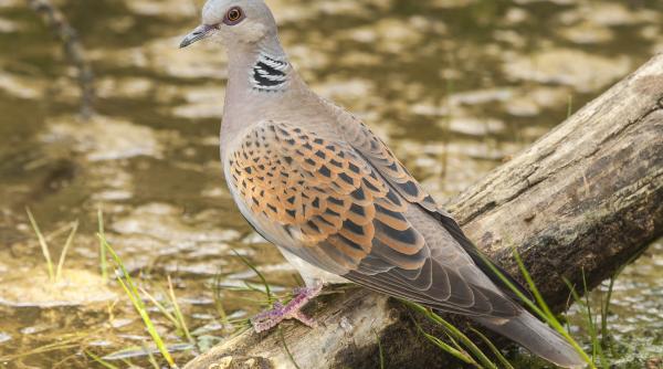 se da unda verde la vanatoarea de turturici masura criticata de organizatiile de mediu