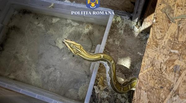 se intampla in romania politistii au descins la un tanar care crestea serpi intr un apartament si ii hranea cu animale vii foto