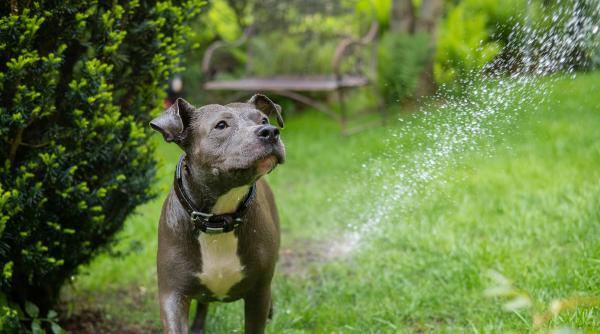 cainele tau face gropi in gazon iata cum sa salvezi peluza fara sa l certi