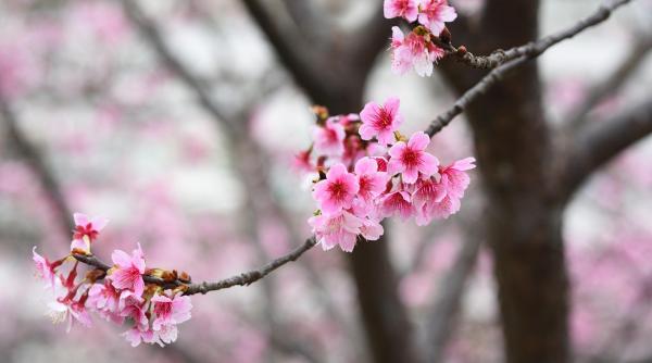 anomalie climatica in europa cel mai cald martie inregistrat vreodata