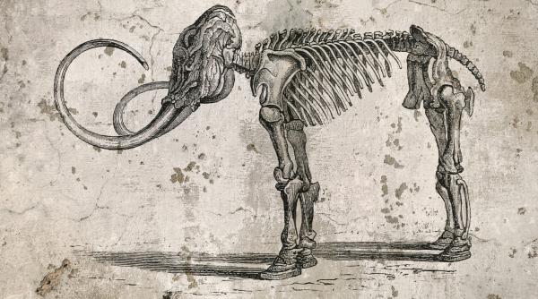 ce animale disparute ar putea fi readuse la viata de colossal biosciences compania care a adus pe lume trei exemplare de lup teribil extinct acum 10 000 de ani