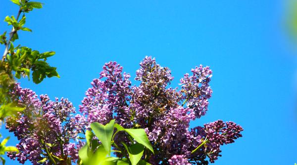 horoscop de weekend pentru berbec taur gemeni rac leu si fecioara