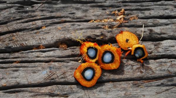 mancarea viitorului va fi cu ulei de palmier mihaela bilic este castigator detasat la capitolul randament alimentar