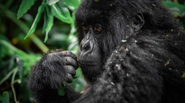 stiai cati ani are cea mai varstnica gorila din lume fatou traieste la gradina zoologica din berlin