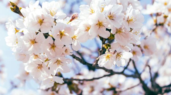 se incalzeste de la o zi la alta vreme deosebit de calda in urmatoarea saptamana cu temperaturi de pana la 26 de grade