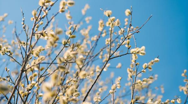 traditii si obiceiuri romanesti de florii nu face asta daca nu vrei sa atragi ghinionul asupra ta