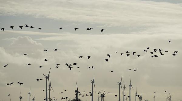 comportamentul bizar al pasarilor in timpul eclipsei totale de luna observat de oamenii de stiinta