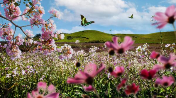 ce aduce sezonul taurului pentru fiecare zodie pana pe 20 mai