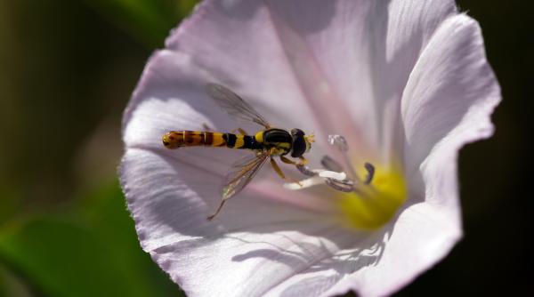 pericolele ascunse ale florilor salbatice din orase o amenintare la adresa albinelor studiu