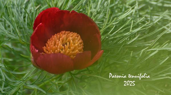 au inflorit bujorii de stepa locul unic in europa se afla in zau de campie unde cu grija iubire si devotament istoria minunatei flori merge mai departe