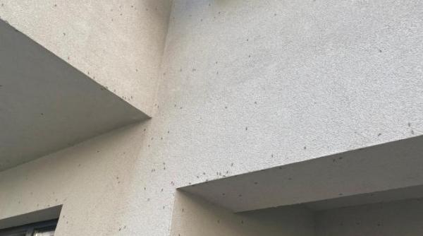 dupa ce ne au ciuruit tantarii in sfarsit incepe aplicarea primului tratament pentru combaterea lor