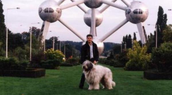 faza tare cu ursu cainele de 98 kg al pilotului cezar osiceanu cum a ajuns la bruxelles cu avionul informatii pentru toti iubitorii de animale inaintea calatoriei cu avionul