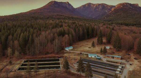 s a aflat adevarul despre pestele din supermarket romanii credeau ca mananca un astfel de paste dar realitatea ii va surprinde