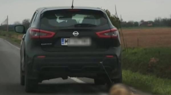 catelusa tarata de masina traieste foto starea ei generala este foarte buna