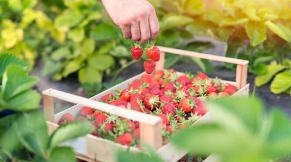 cat castiga romanii la culesul de capsune si sparanghel in germania salariile ar putea creste