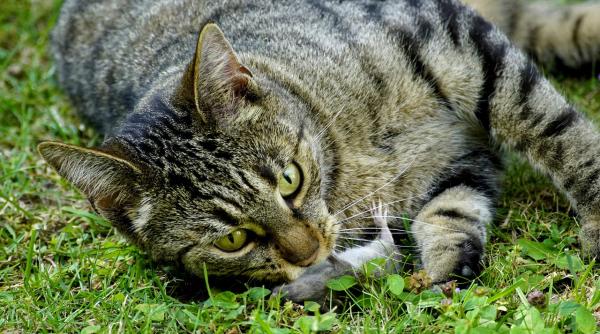 de ce iti aduce pisica soareci si pasari drept cadou motivul din spatele acestui comportament