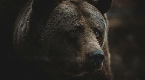 ro alert miercuri seara urisii au dat iama in mai multe localitati din tara