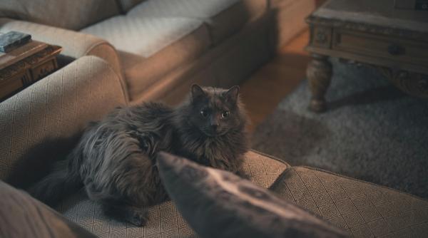 trucuri de la specialisti pentru a scapa de parul de animale din casa