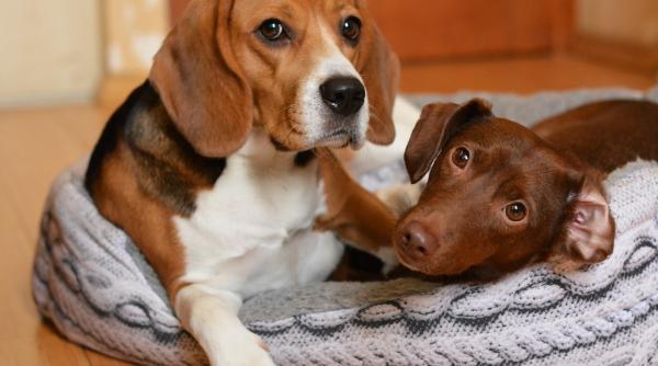 cainii ofera mai multa afectiune si sprijin decat rudele sau prietenii studiu