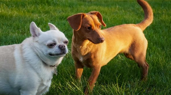 constipatia la caini semne cauze si remedii naturale eficiente