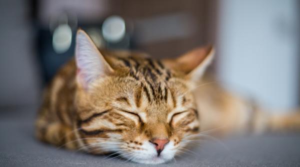 de cate ori pe zi ar trebui sa manance pisica greseli frecvente care pot duce la probleme grave de sanatate