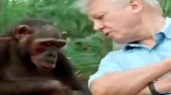 cel mai indragit explorator atinge borna 99 bbc il sarbatoreste pe david attenborough cu imagini de exceptie