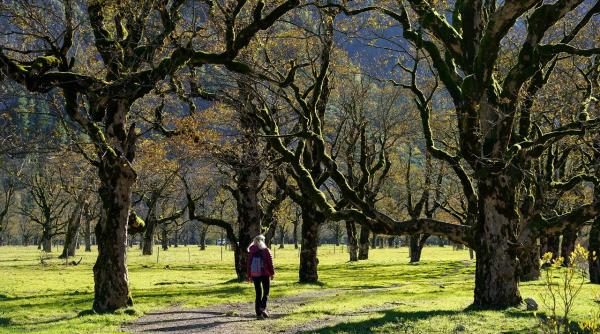 copacii vorbesc intre ei inainte de o eclipsa studiu