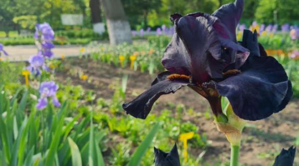 romania are resursele necesare pentru dezvoltarea unei industrii in floricultura dar sectorul e aproape desfiintat pulberea de iris uscat aur curat e printre cele mai scumpe