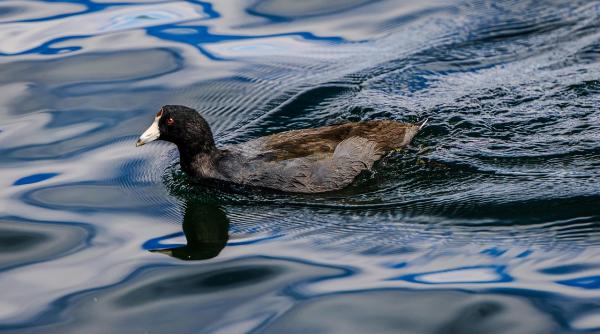 rata vitezomana prinsa de radar politistii o declara recidivista foto