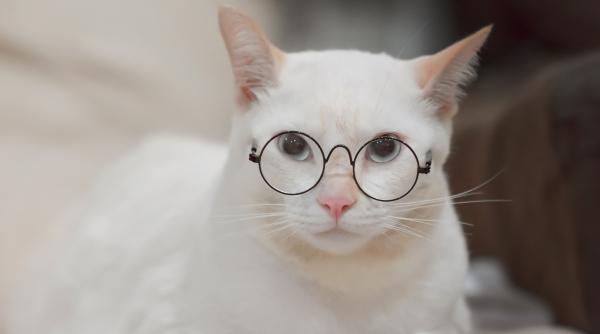 cati ani are cu adevarat pisica ta ghid complet pentru calculul varstei felinei