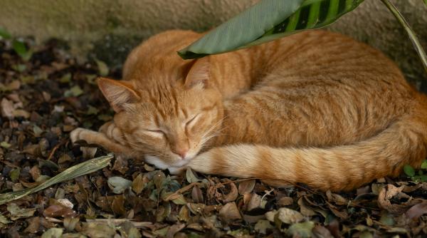 de ce sunt pisicile portocalii unice