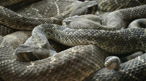 viperele au napadit un sat din romania locuitorii fac apel pentru achizitionarea de seruri antiviperin video foto