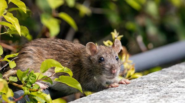 soarecii sau sobolanii iti dau tarcoale iata solutiile care chiar functioneaza