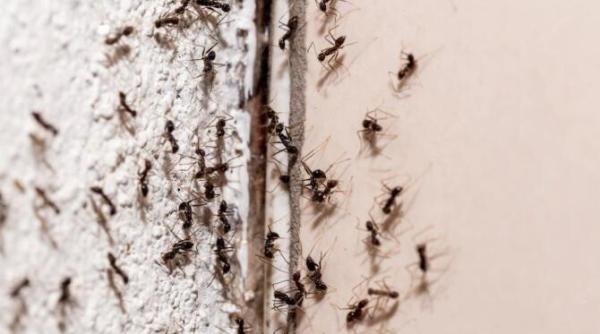 de ce apar furnicile in casa si cum le poti tine la distanta definitiv