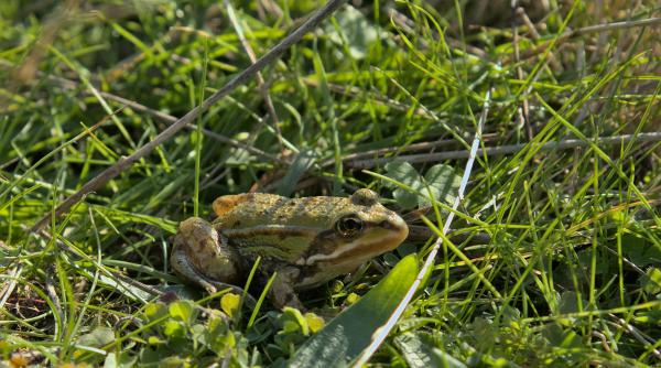 cum sa scapi eficient de broastele din gradina