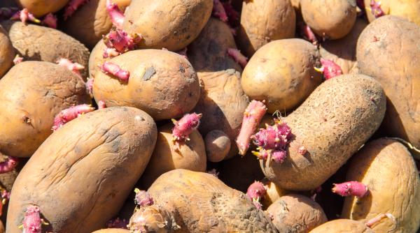 unde sa tii cartofii in bucatarie pentru a ramane proaspeti si fara colti