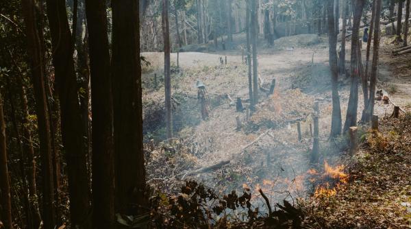 se opreste lupta pentru mediu din europa 11 tari ue vor schimbarea regulilor privind defrisarile